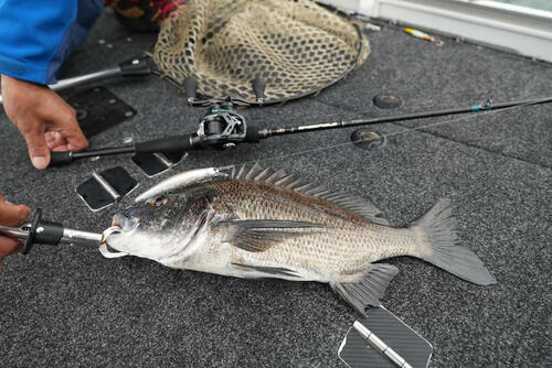 試験の実釣で釣れたクロダイ