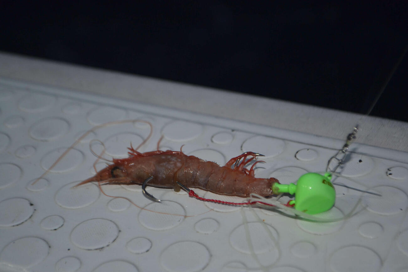 エビをエサにして誘うひとつテンヤ