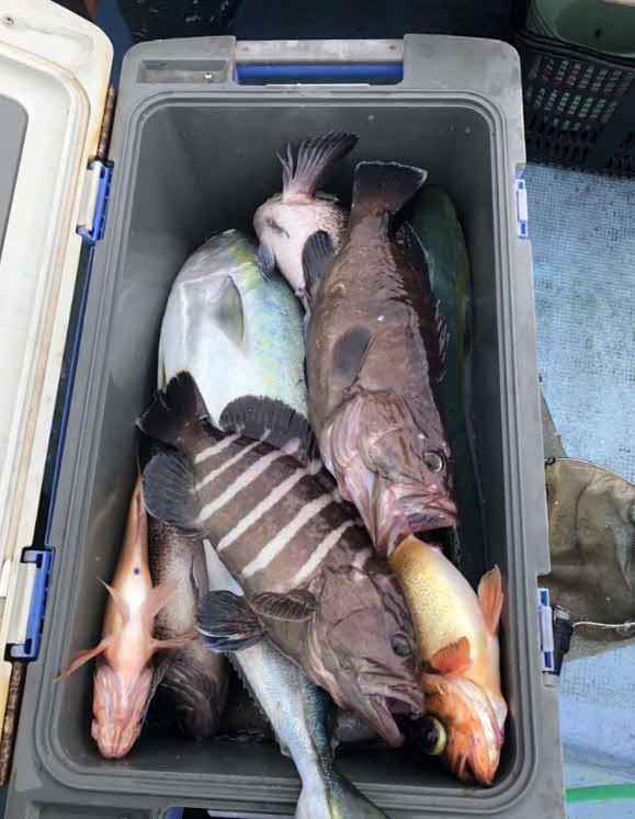 鹿島沖のマハタ五目で釣れた食べておいしい魚の数々