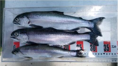 西湖のヒメマスは今月まで