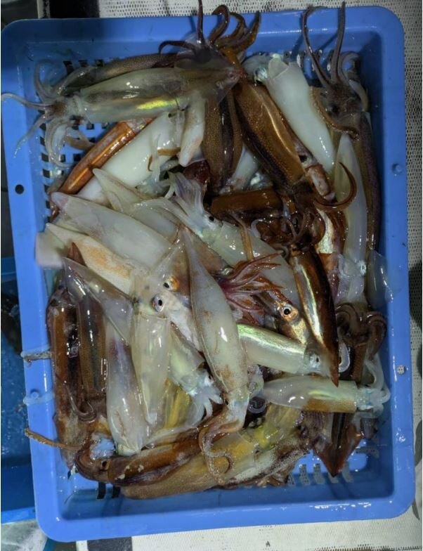 魚磯丸のイカは夜釣りで狙う