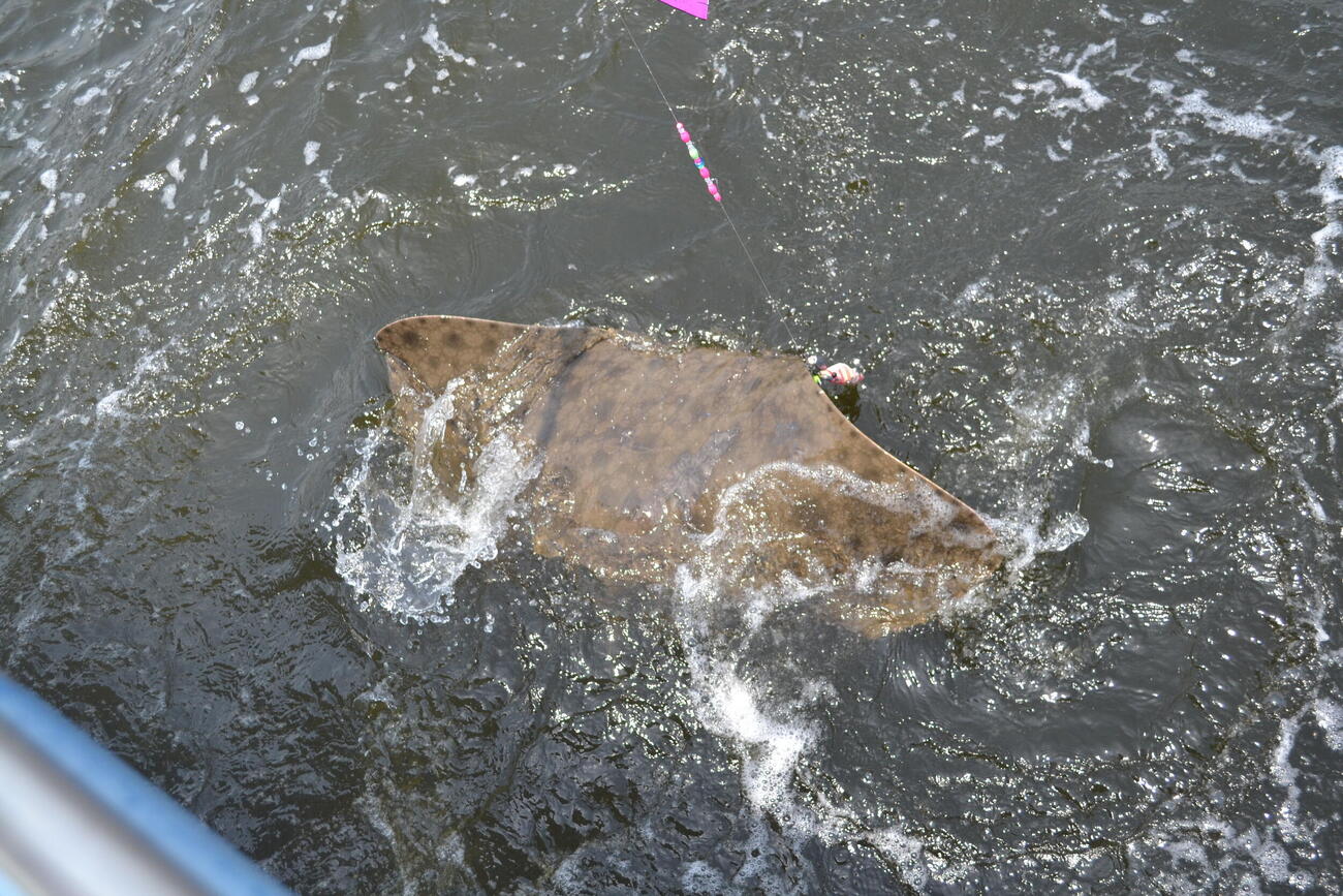 エギタコに掛かって海面で暴れるエイ