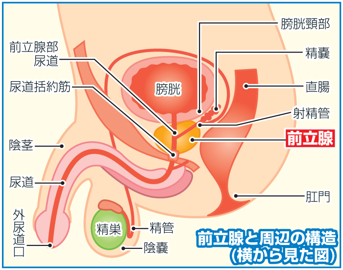 前立腺と周辺の構造
