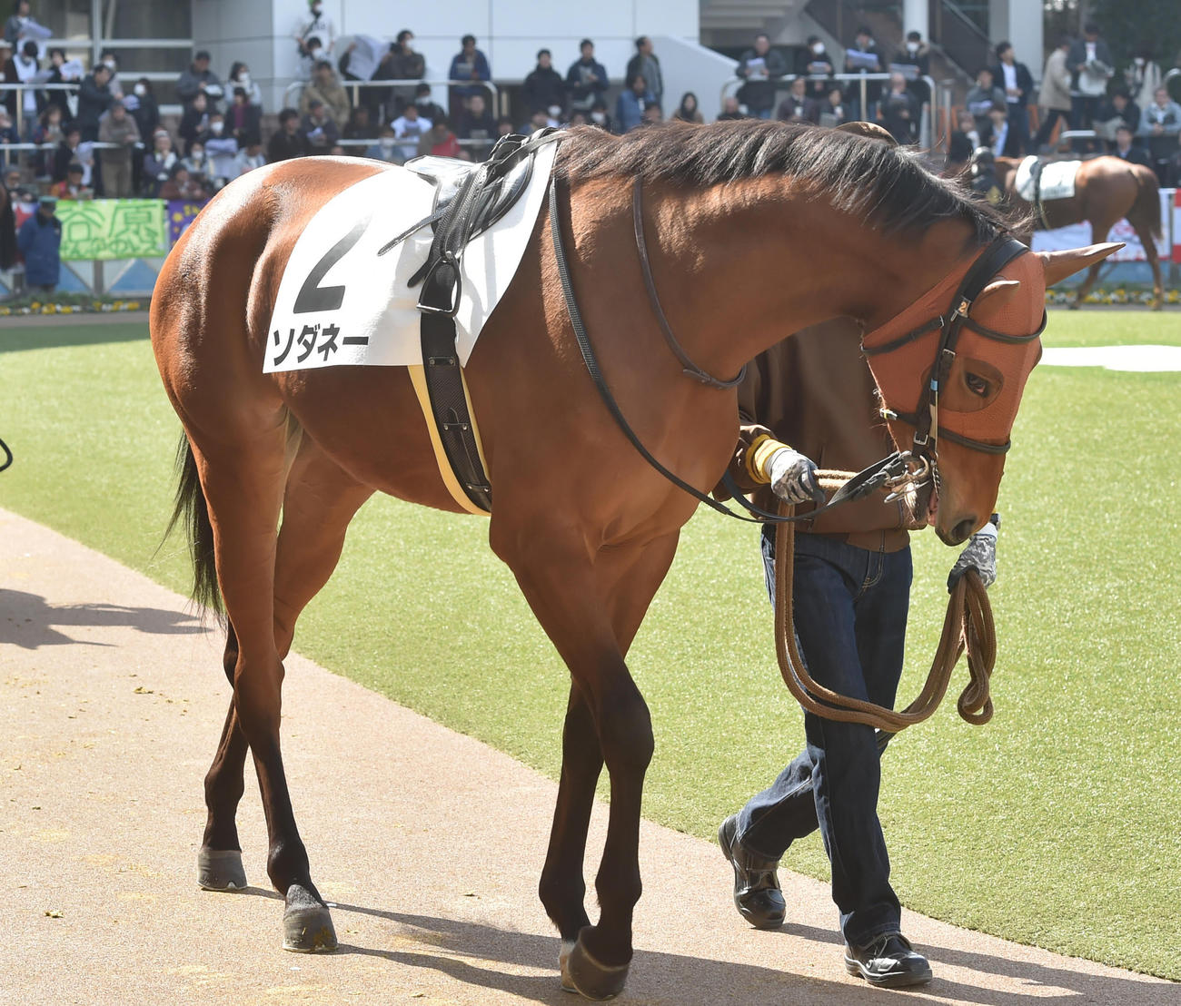 国分純理事長が所有していた競走馬「ソダネー」（2019年撮影）