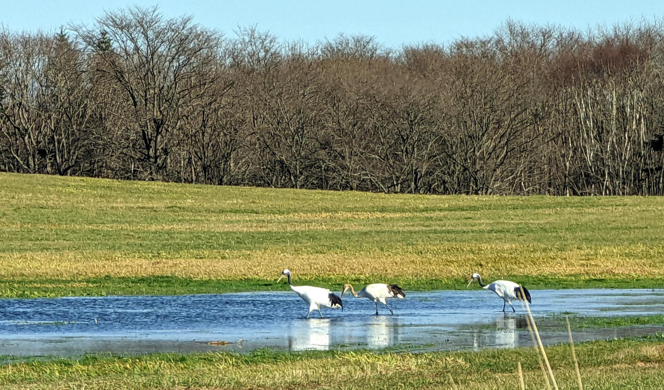 北海道別海町の上風連地区にいたタンチョウ