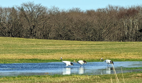 北海道別海町の上風連地区にいたタンチョウ