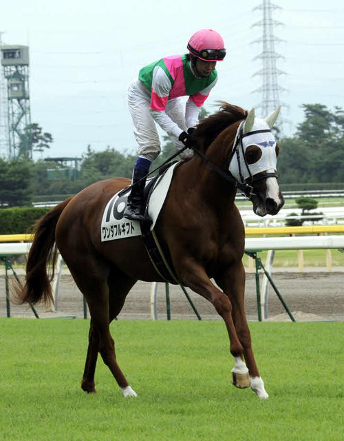 2011年8月、新潟競馬場で新馬戦に挑む高嶋活士騎手
