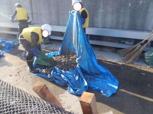 消波装置に付着した大量のカキを除去する作業スタッフ(東京都提供)