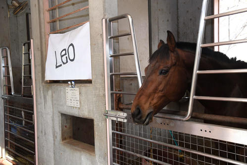 中央競馬での出走経験もあるレオロフティー（自衛隊体育学校提供）