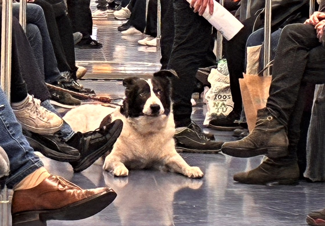 ミラノの地下鉄に乗り込む犬