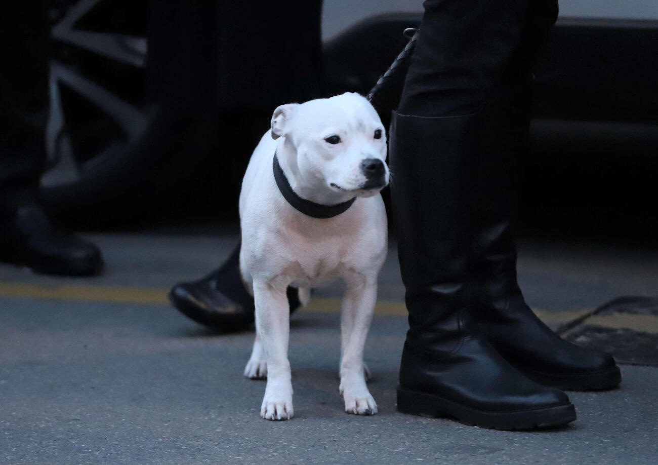 ミラノの街で見かけた犬