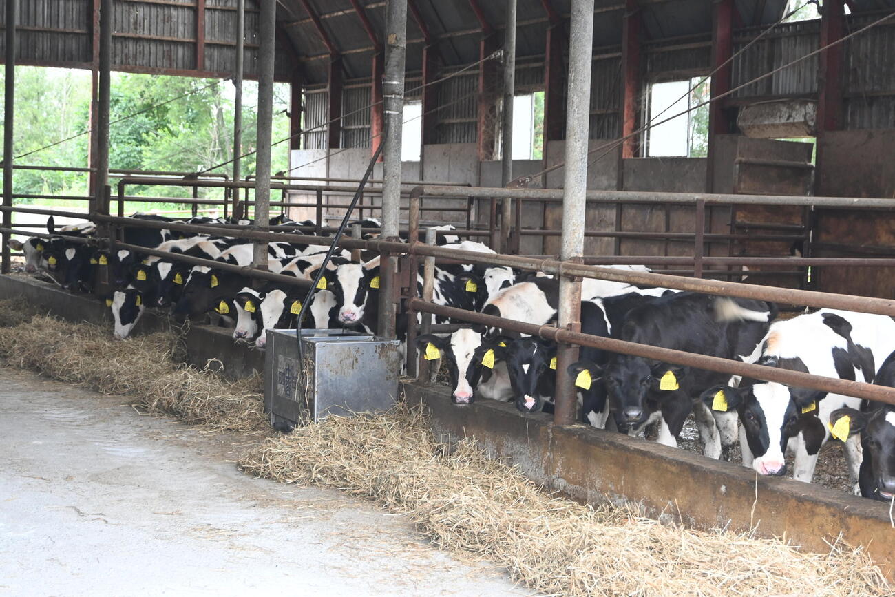 堀川の実家「堀川ファーム」では約900頭の乳牛が飼育されている（撮影・飯岡大暉）