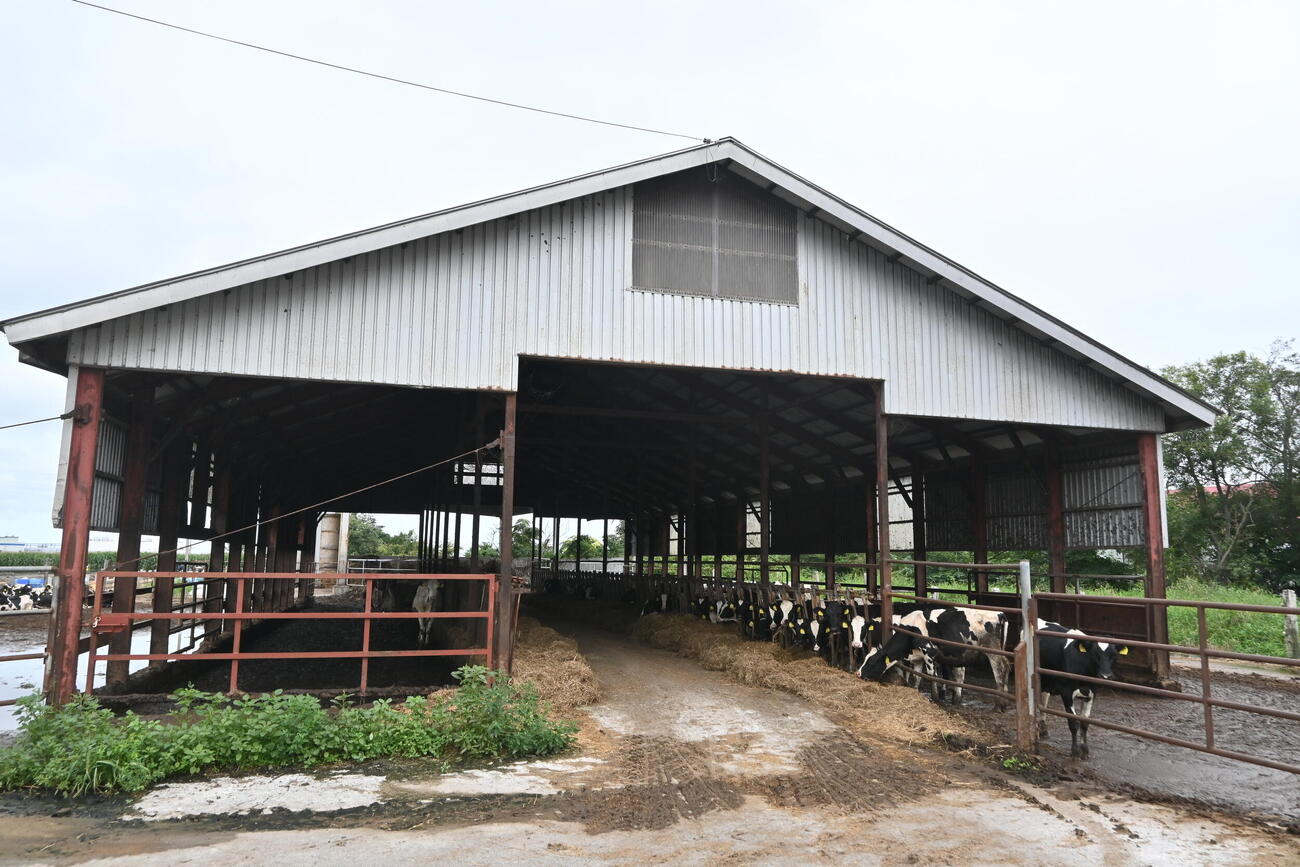 堀川の実家「堀川ファーム」では約900頭の乳牛が飼育されている（撮影・飯岡大暉）