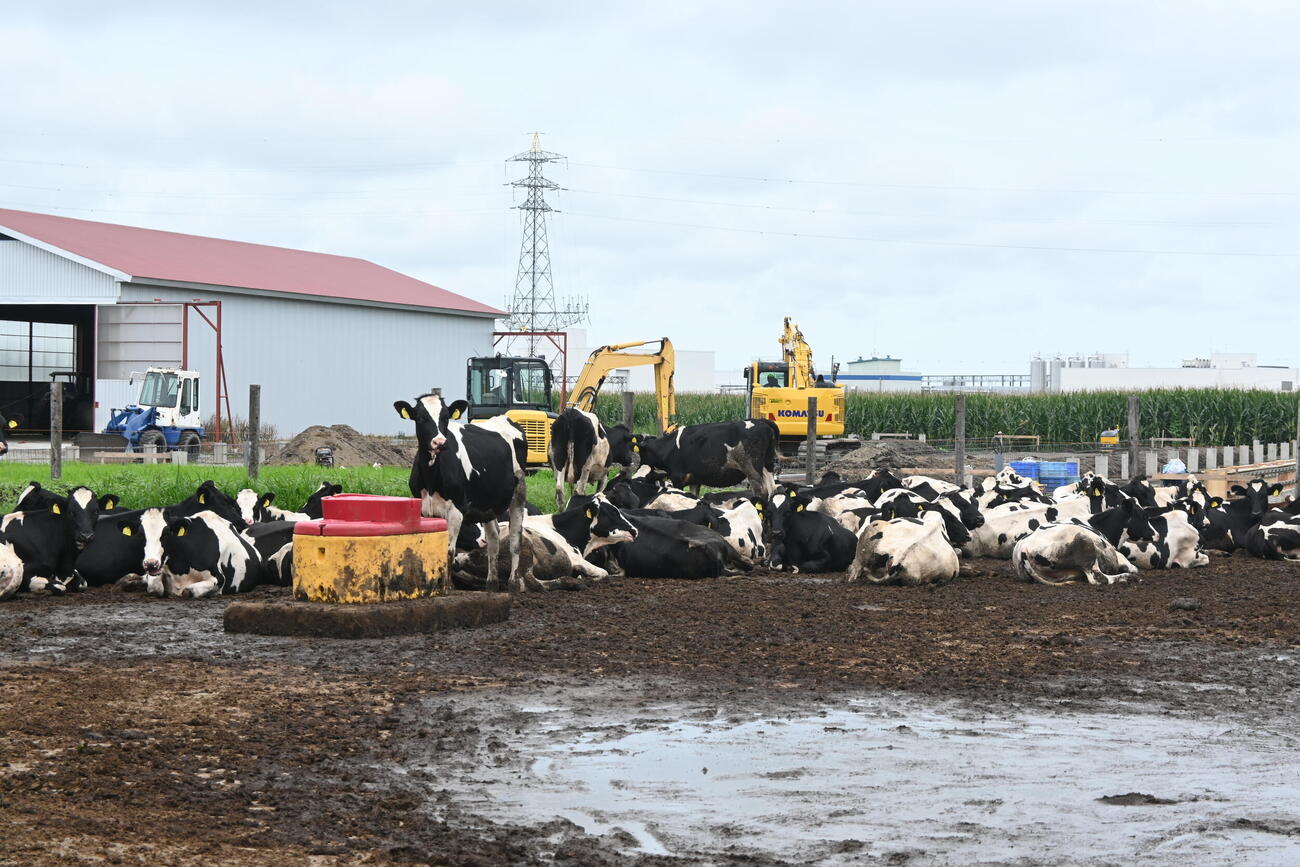 堀川の実家「堀川ファーム」では約900頭の乳牛が飼育されている（撮影・飯岡大暉）