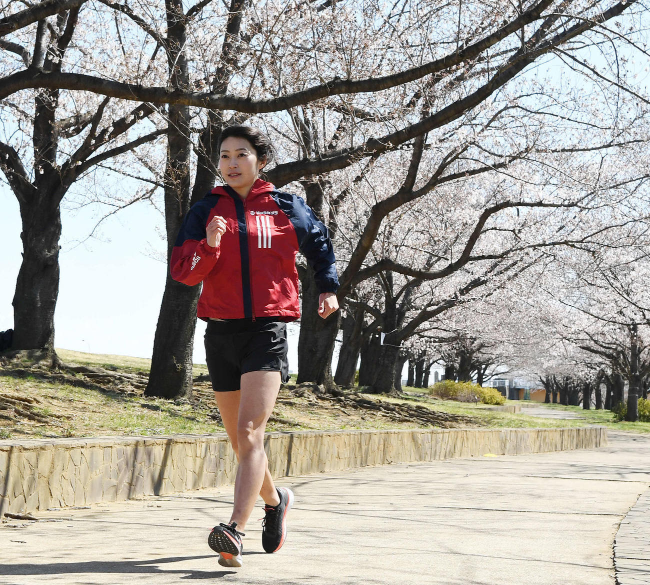 咲き誇る桜の下、練習を行う競歩の岡田（撮影・鈴木みどり）