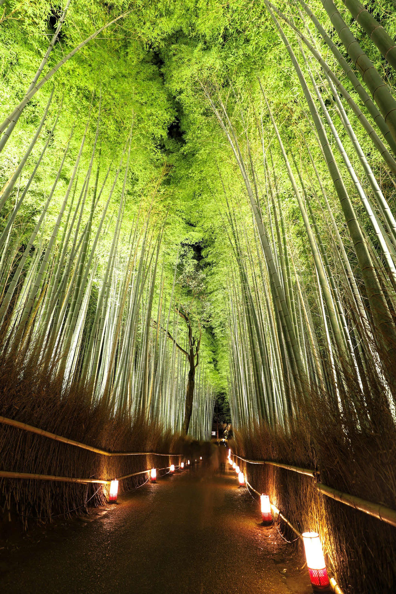多田が撮影した京都・嵐山の竹林の道（本人提供）
