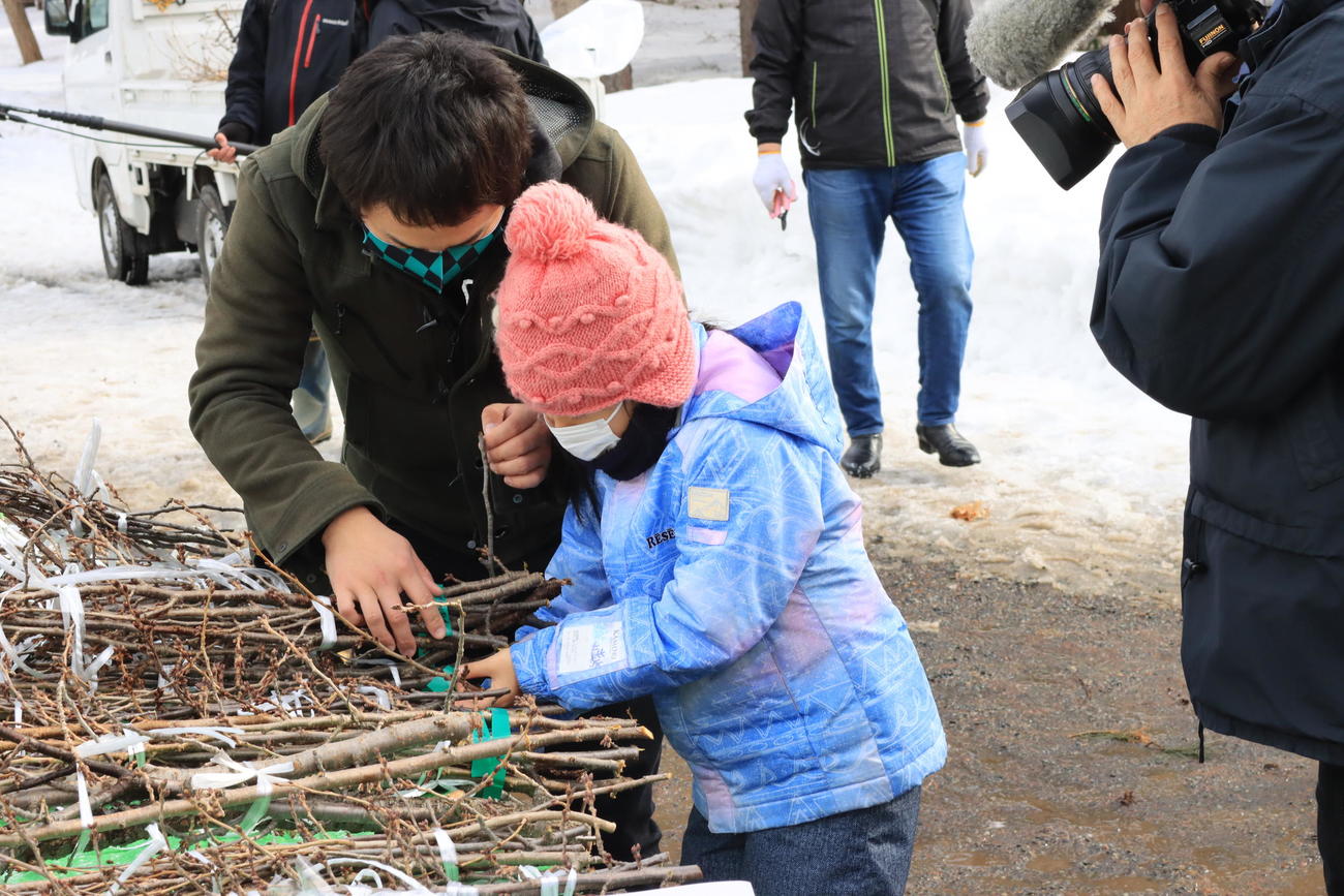 「北海道雪氷桜プロジェクト2021」で桜の枝の収集作業に参加する子ども（撮影・保坂果那）