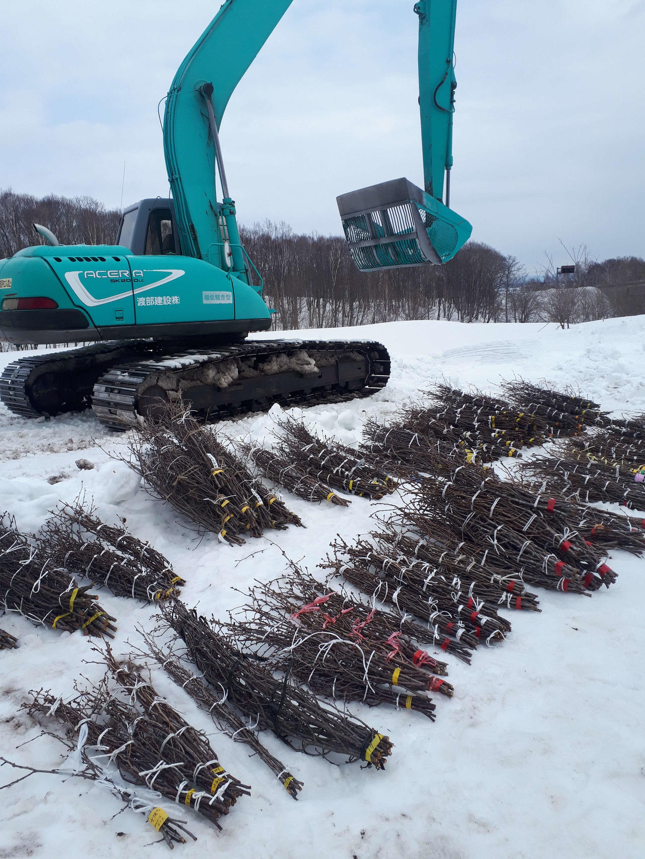 全道から集められた桜の枝（北海道雪氷桜プロジェクト実行委員会提供）