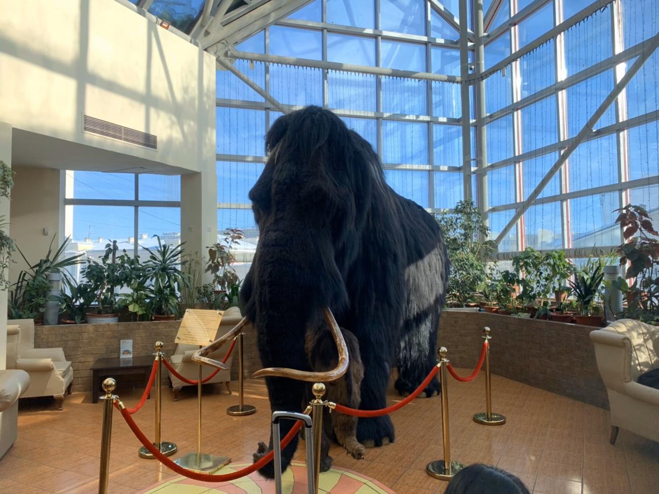 ヤクーツクのホテルに展示されていたマンモスのレプリカ