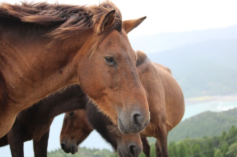 眼下に海を望む都井岬で生活する岬馬たち