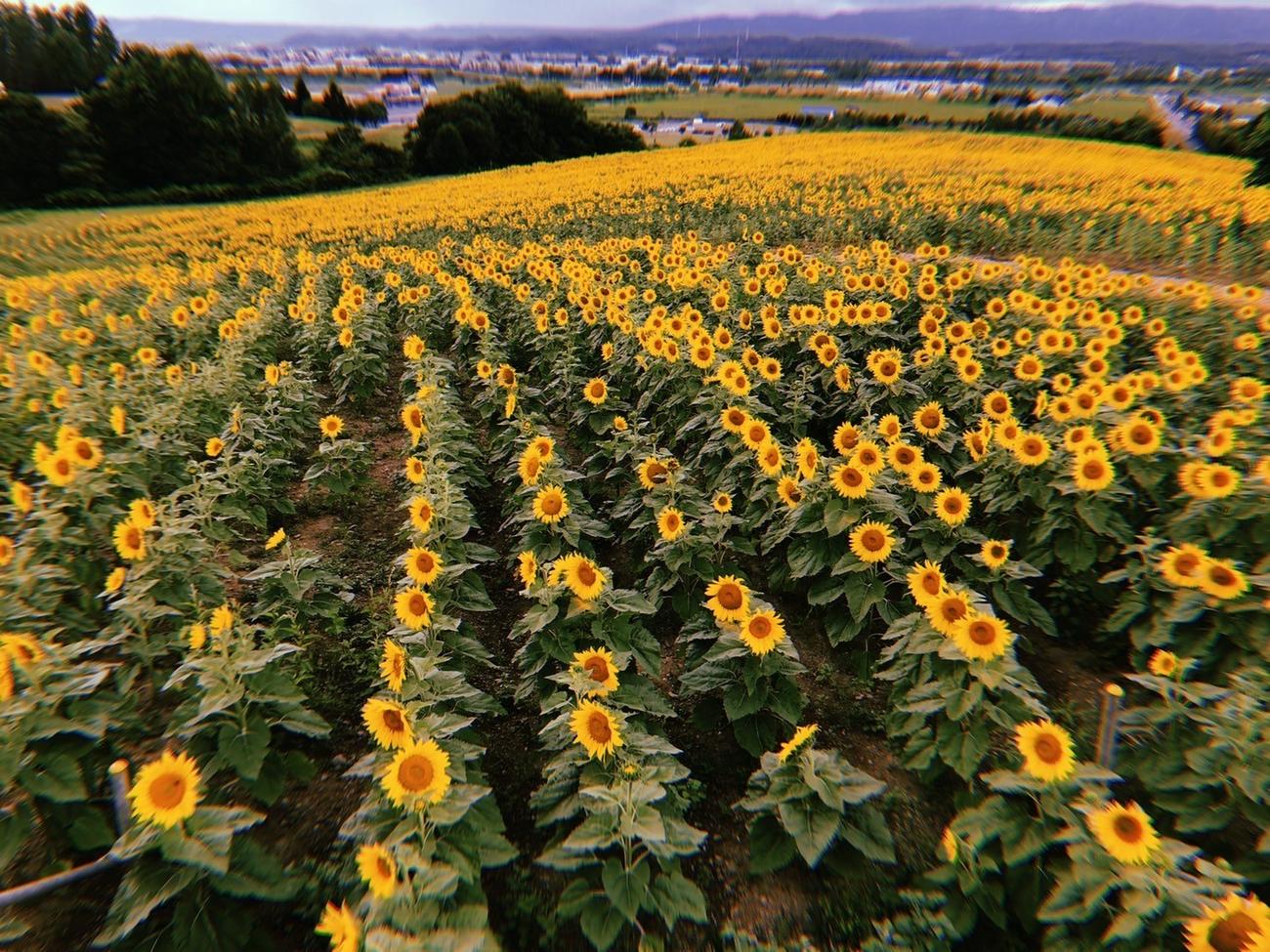 北海道で色濃く印象に残るひまわり畑。自らのスマートフォンで写真に収める（本人提供） 