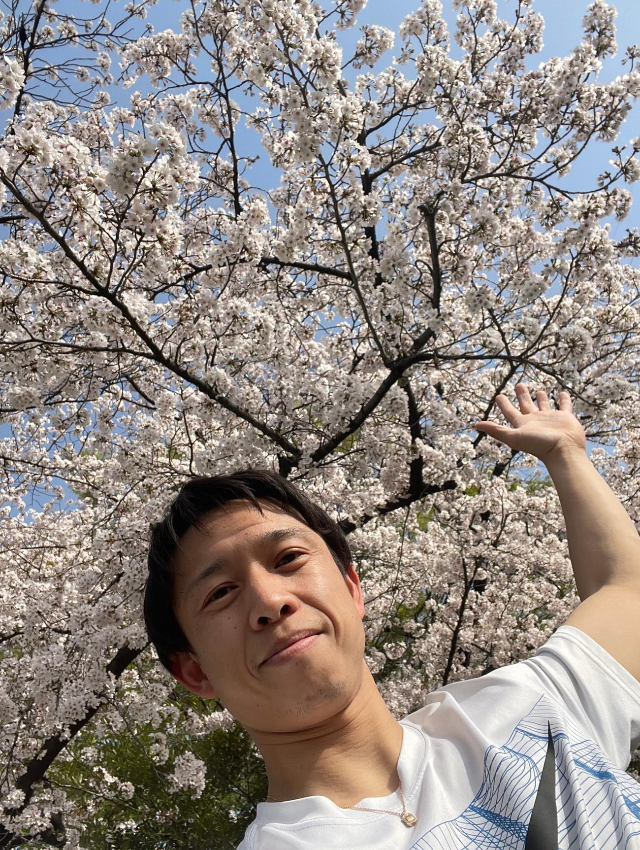 1日、ランニングコースの桜は満開でした