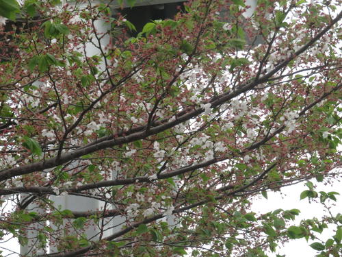 強風が吹き荒れた前検日、2角裏にある桜はかろうじて花びらを付けていた