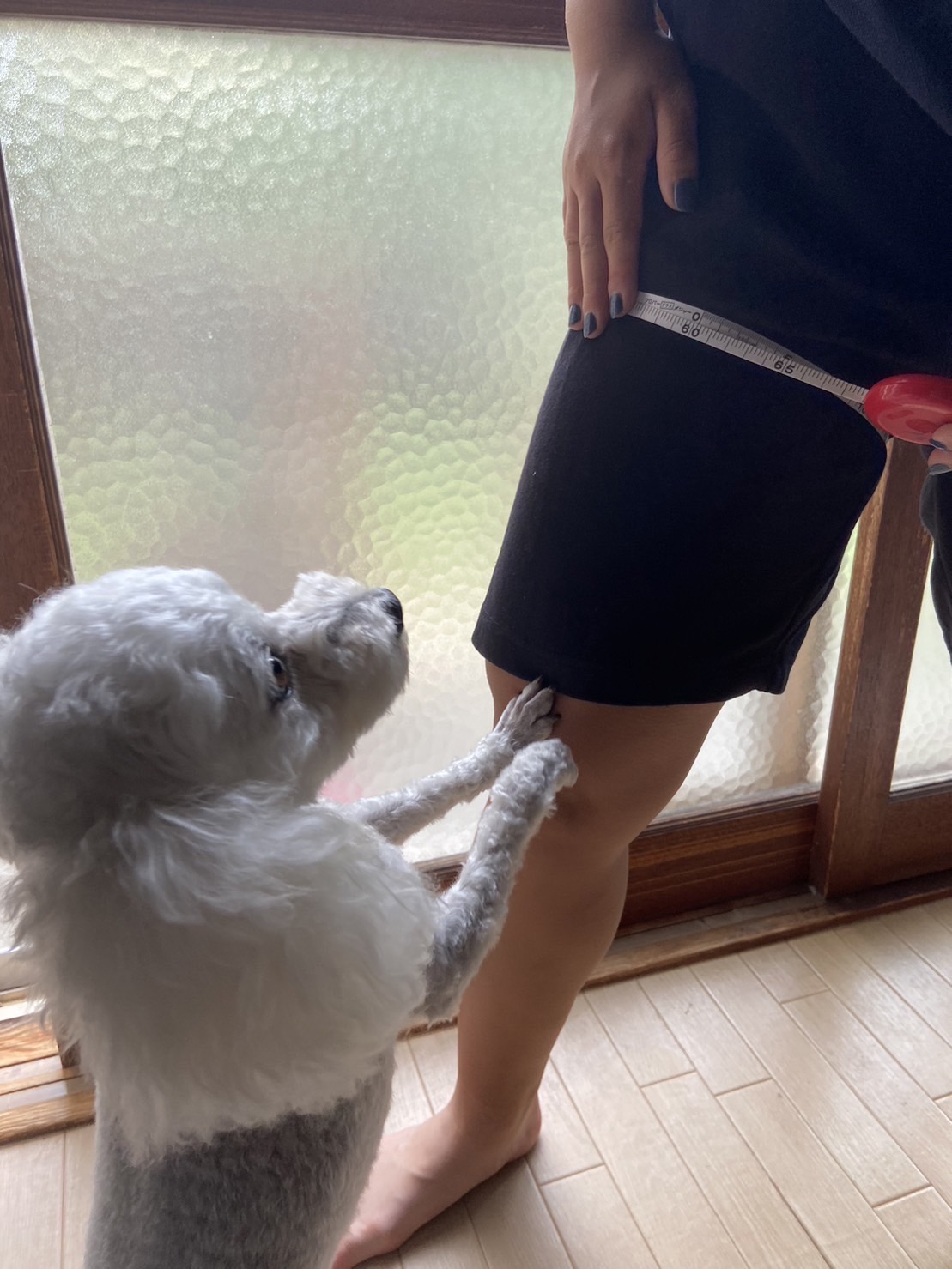 愛犬の「ごもくあんかけ焼きそば」ちゃん（雌）（本人提供）