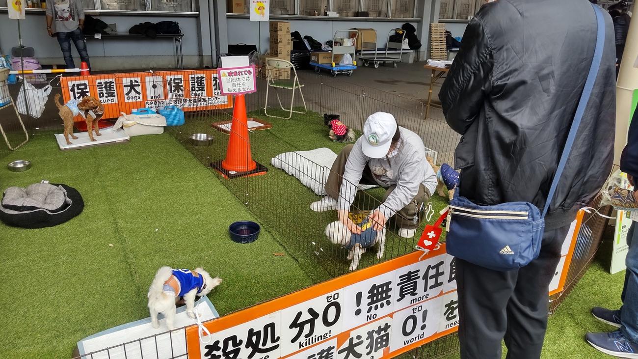 NPOみなしご救援隊の保護犬・保護猫コーナー