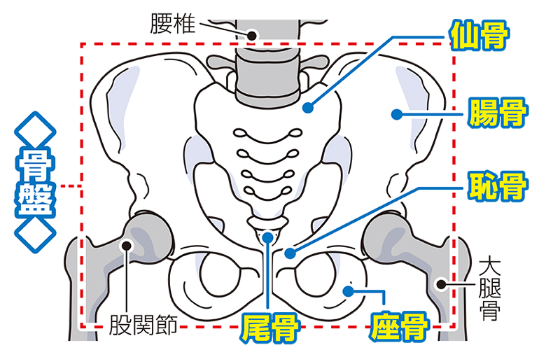 骨盤の構造