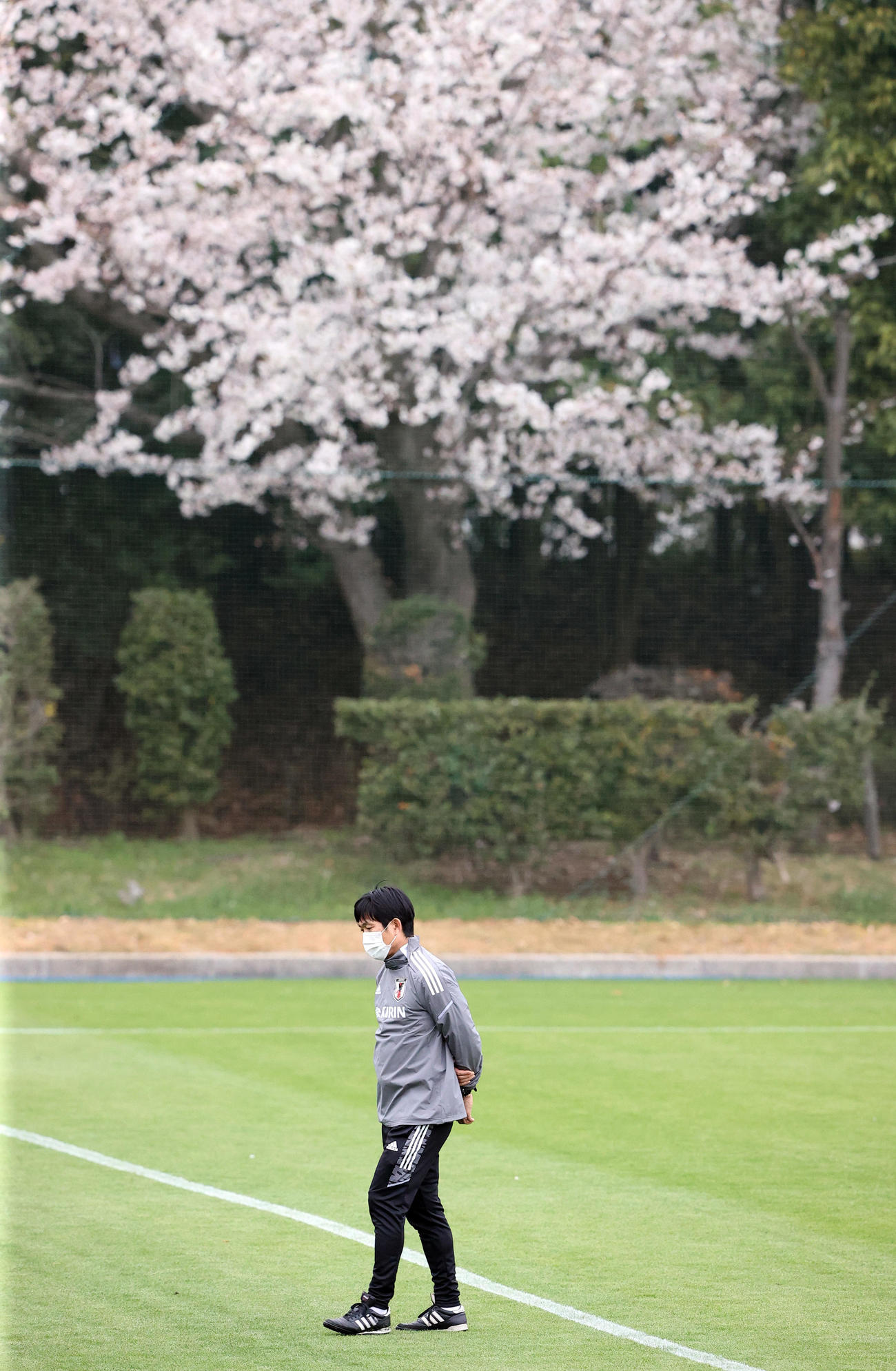 満開を迎えた桜の樹を背にピッチで選手たちを待つ日本代表森保監督（撮影・垰建太）