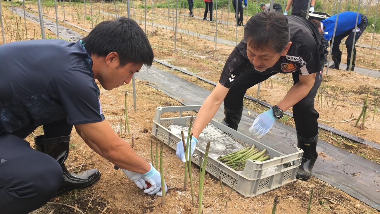 アスパラガスを収穫する福島松田監督（右）とFW樋口（J3福島提供）