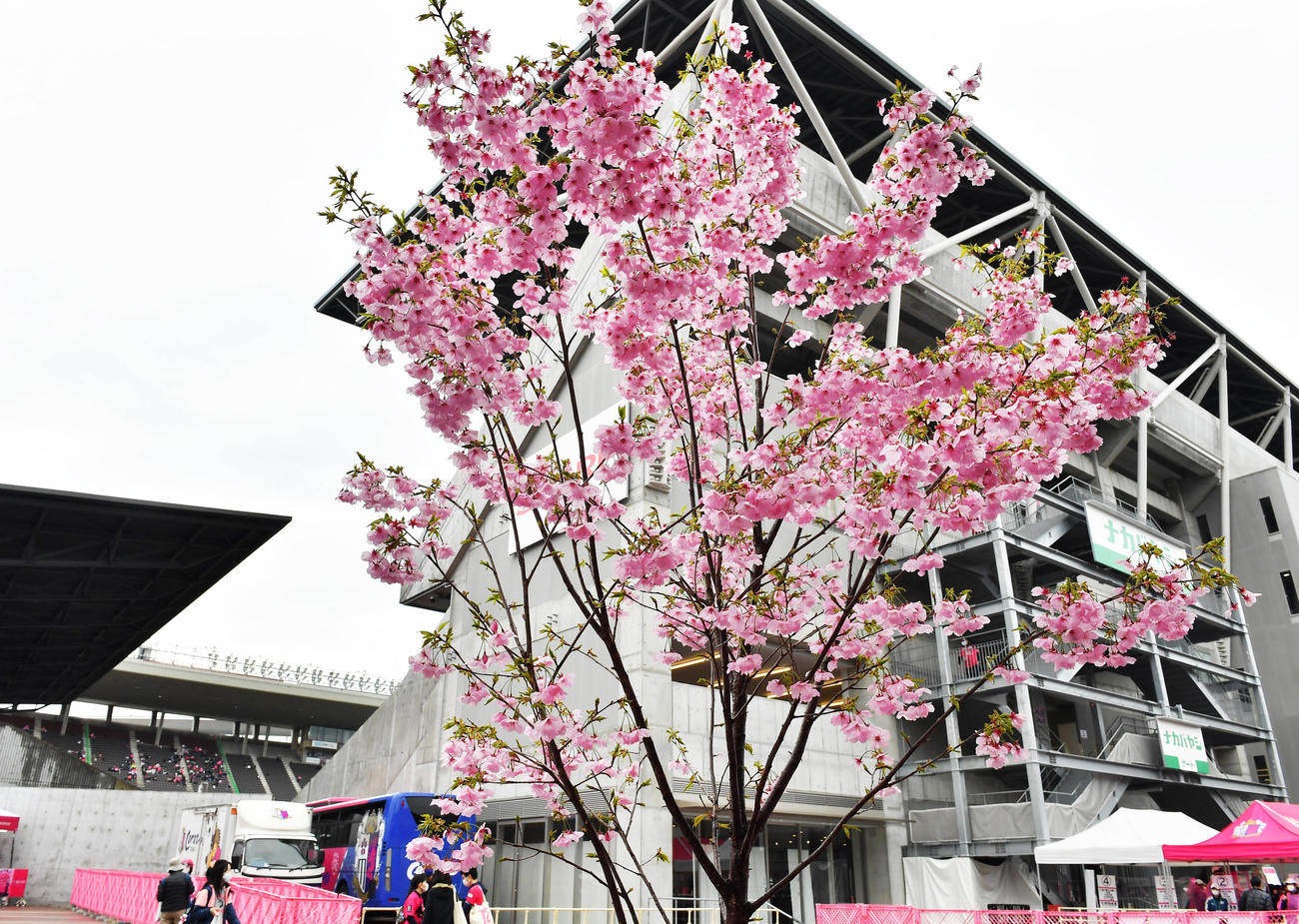 C大阪対大分　ヨドコウ桜スタジアムの外周には桜が満開となっていた（撮影・清水貴仁）