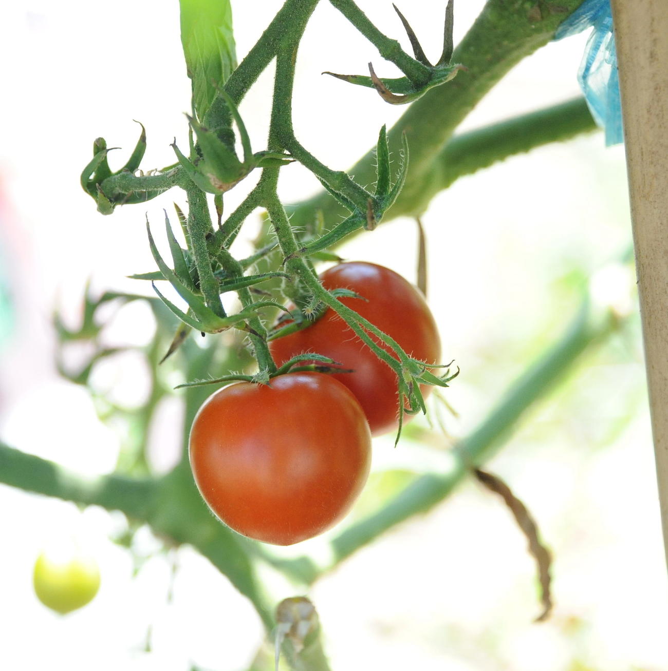 谷口がクラブハウス前の「谷口農園」で育てるミニトマト