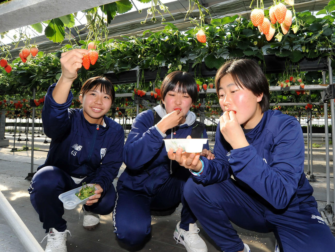 熟したイチゴをつんでほおばる藤枝順心の三宅（右）ら