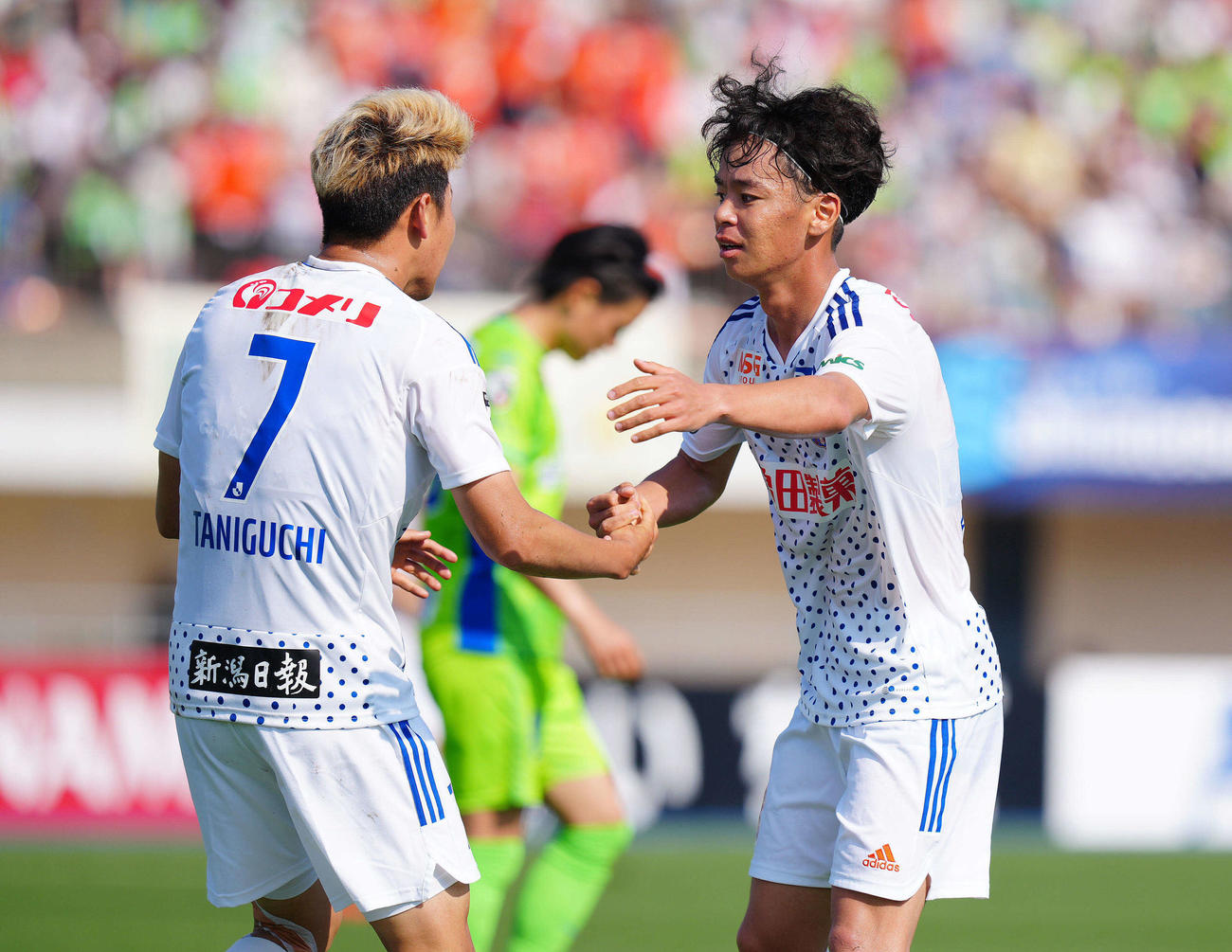 湘南対新潟　前半、新潟谷口（左）のゴールをアシストした伊藤はタッチを交わす（撮影・垰建太）