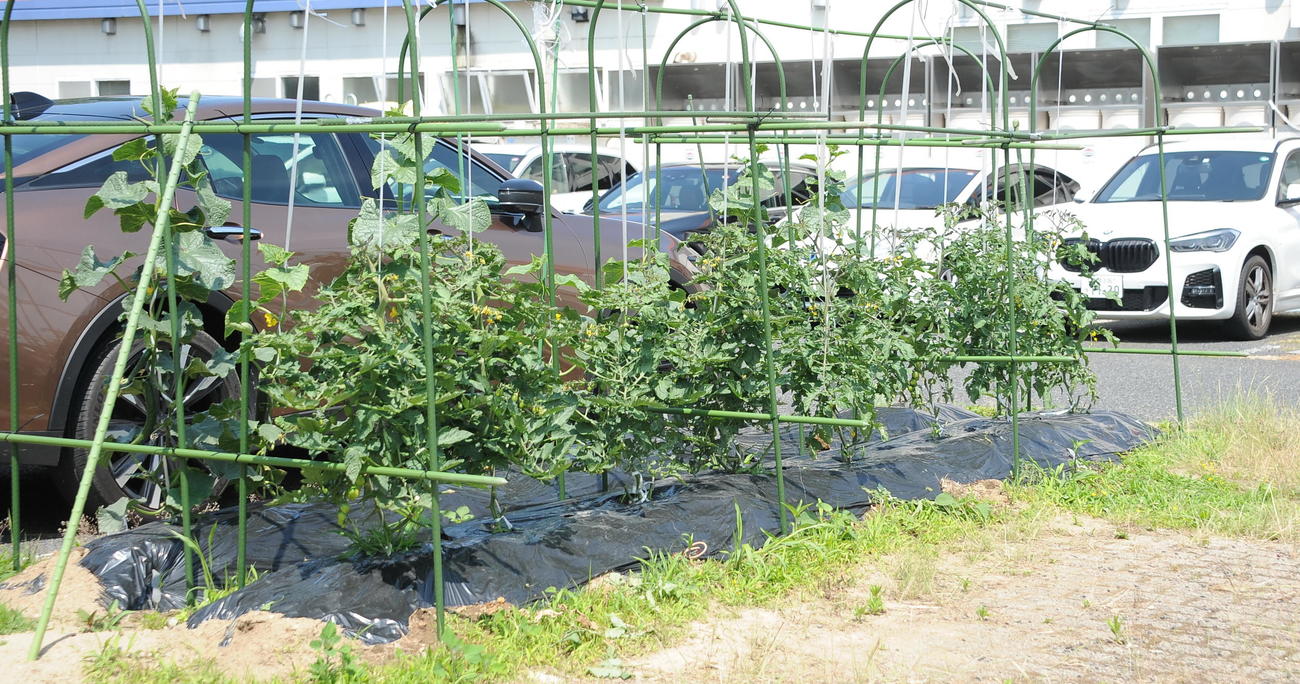 4月29日に谷口と子どもたちが植えた野菜はグングンと成長中