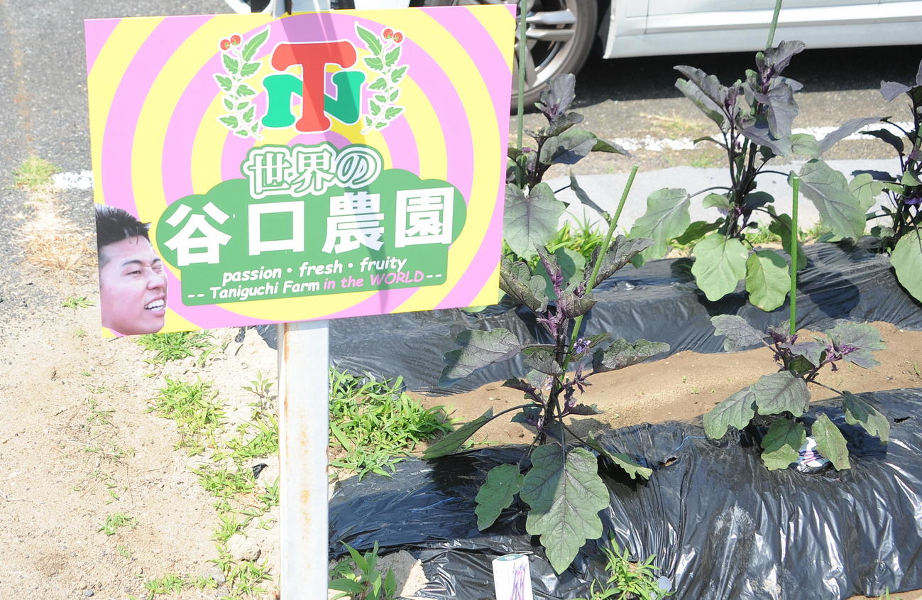 「谷口農園」の看板と成長中のナス