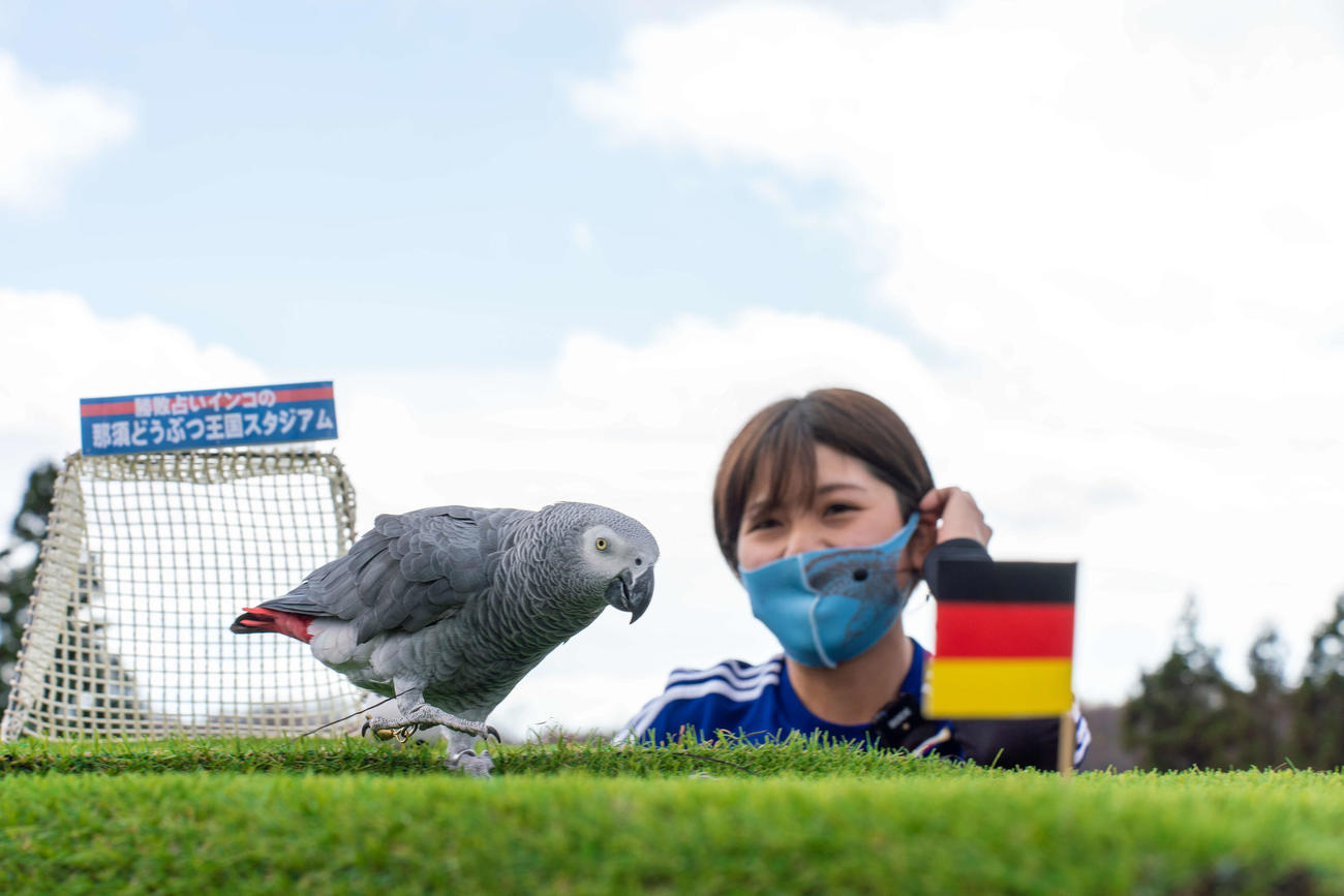 ドイツ戦を占い日本代表の「敗北」を予想したヨウムのオリビア君（那須どうぶつ王国提供）