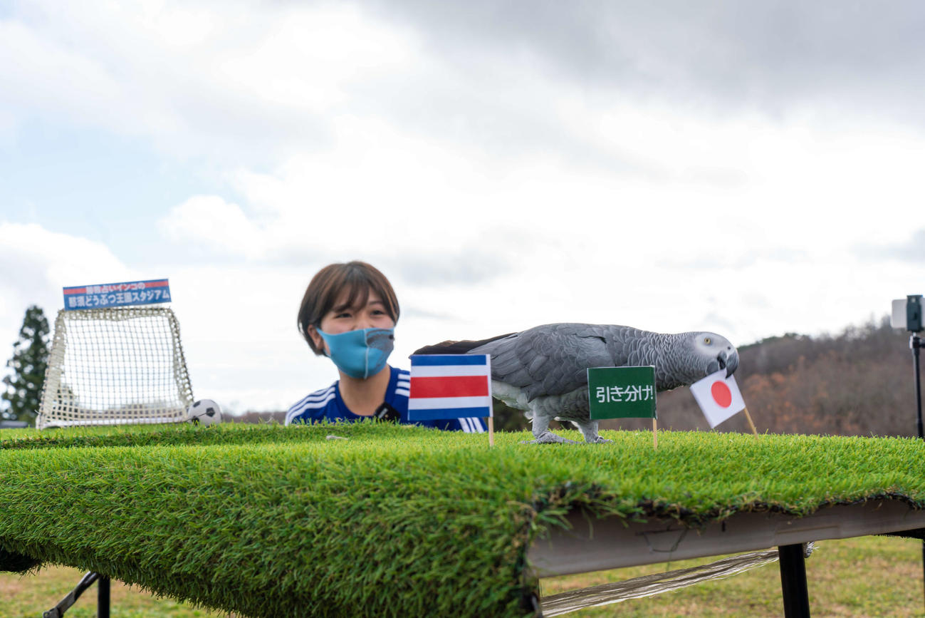 コスタリカ戦を占い日本代表の「勝利」を予想したヨウムのオリビア君（那須どうぶつ王国提供）