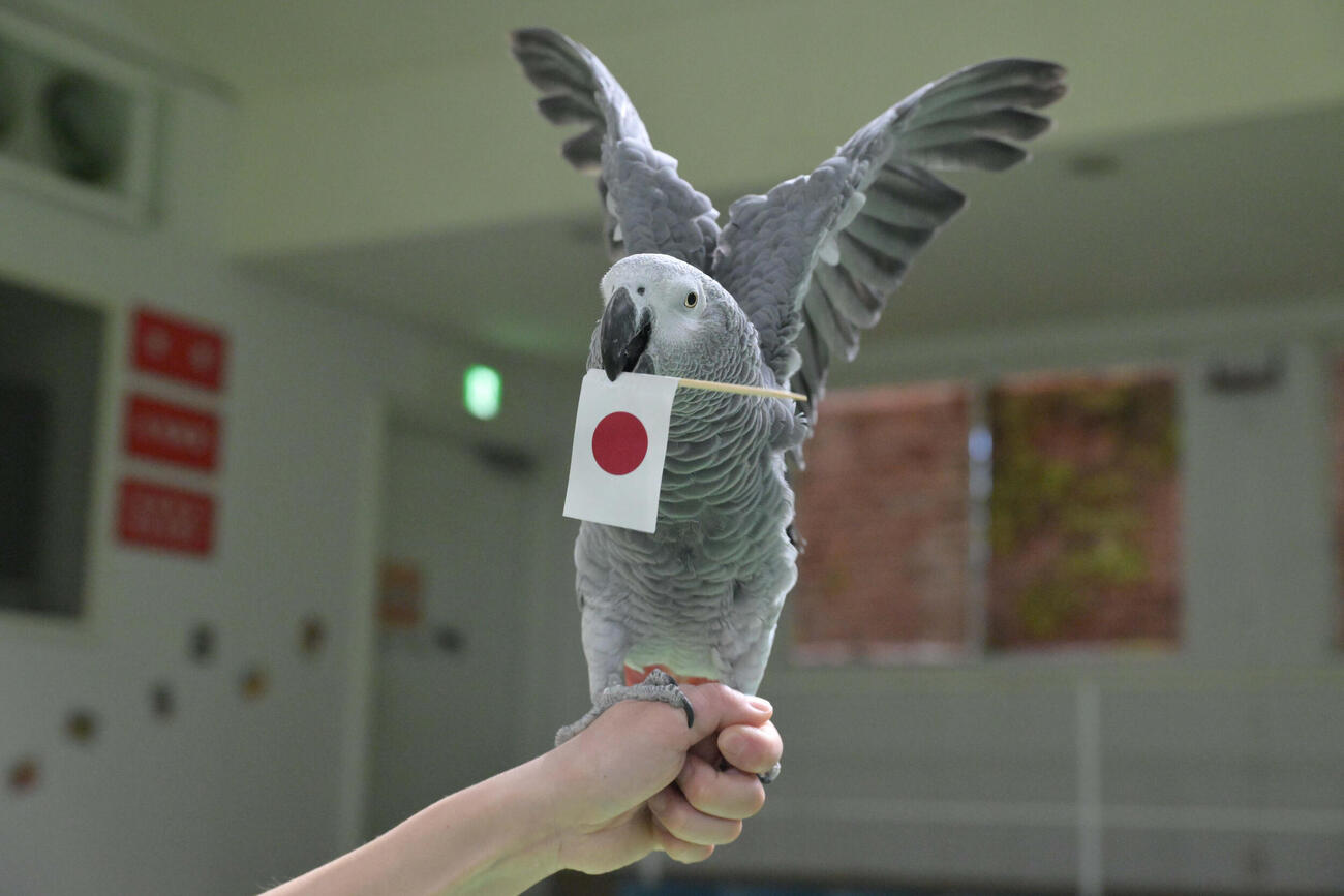 ヨウムのオリビア（提供・那須どうぶつ王国）