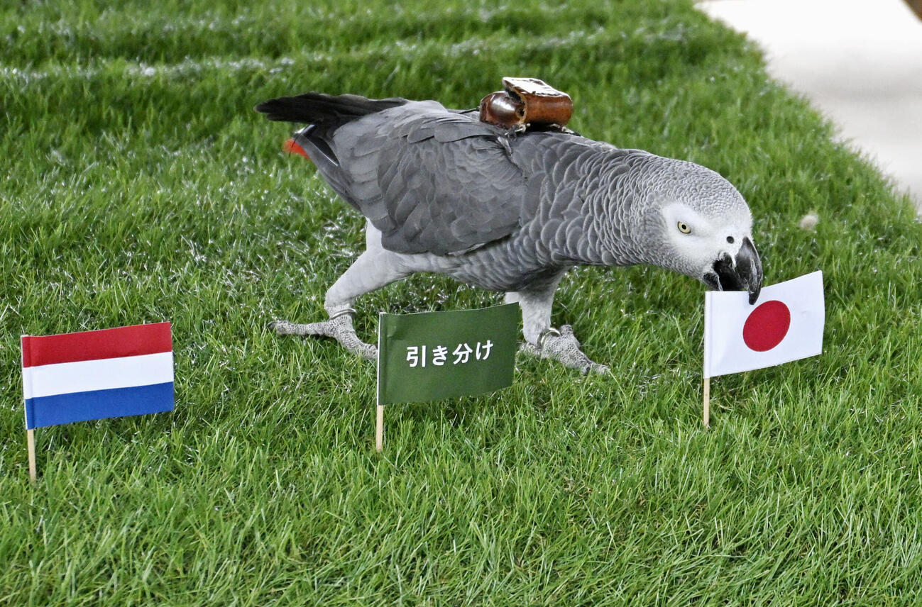 日本国旗をくわえるオリビア（共同）