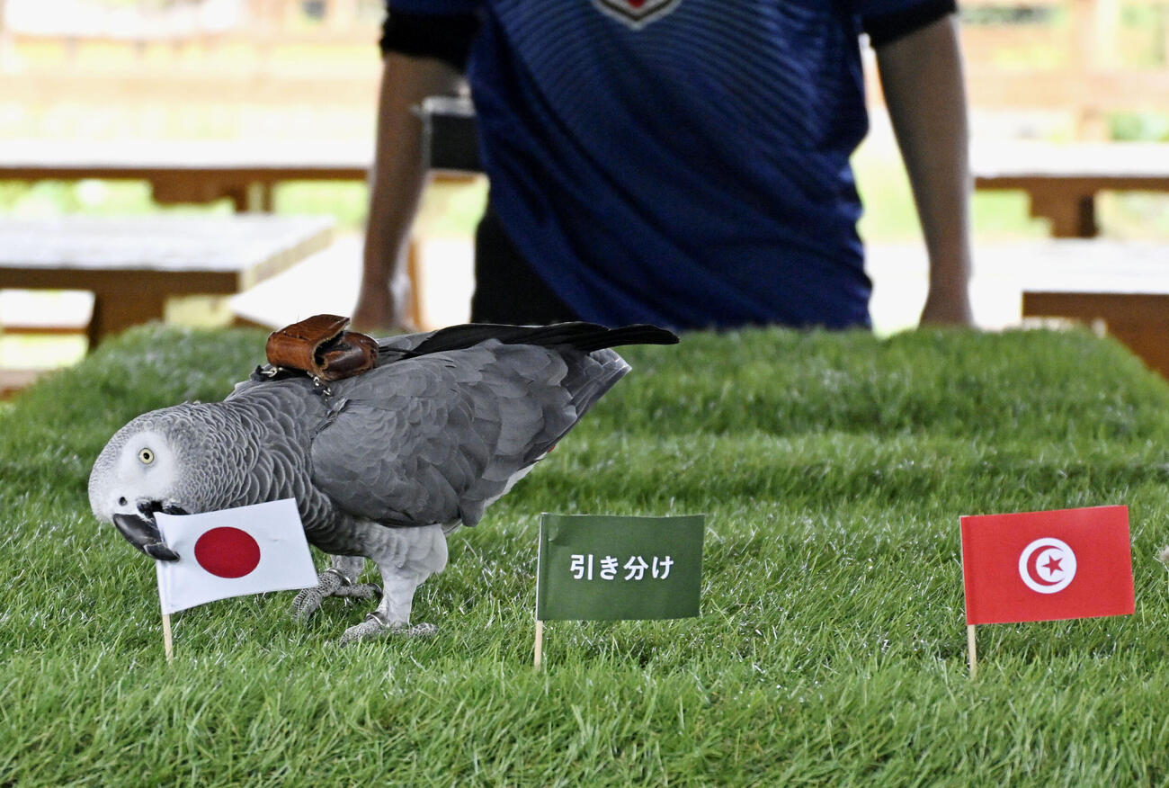 日本国旗をくわえるオリビア（共同）