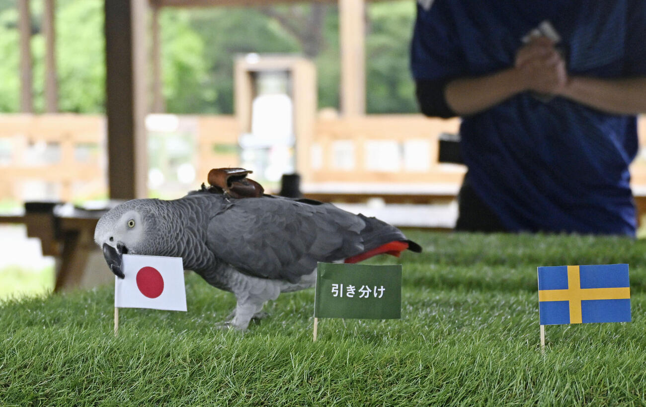 日本国旗をくわえるオリビア（共同）