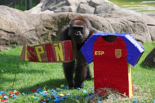 2026年ワールドカップの試合結果を占うゴリラ（ロイター）