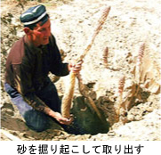 砂を掘り起こして取り出す
