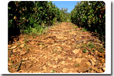 ゴールドストーン