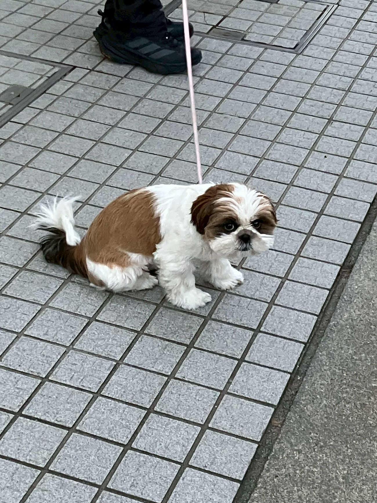 昨秋から青学大陸上部の新たな家族となった愛犬まりも