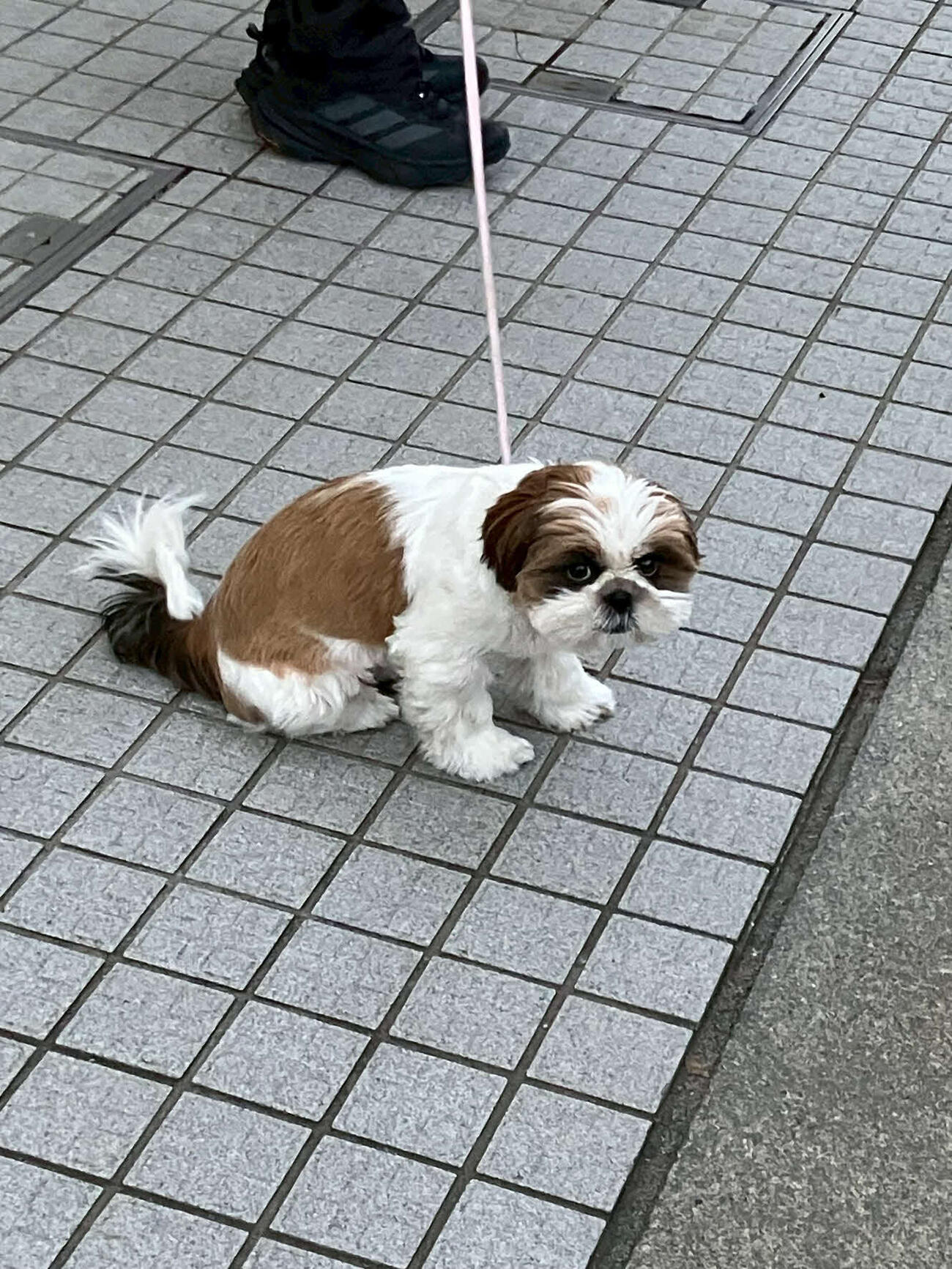 青学大陸上部の愛犬まりも（2026年1月撮影）