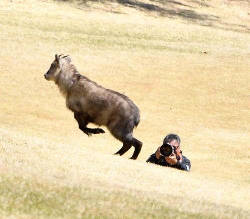 9番、アン・ソンジュの前を野生のカモシカがを横切り、ゴルフを撮影してたカメラマンも激写する（撮影・柴田隆二）